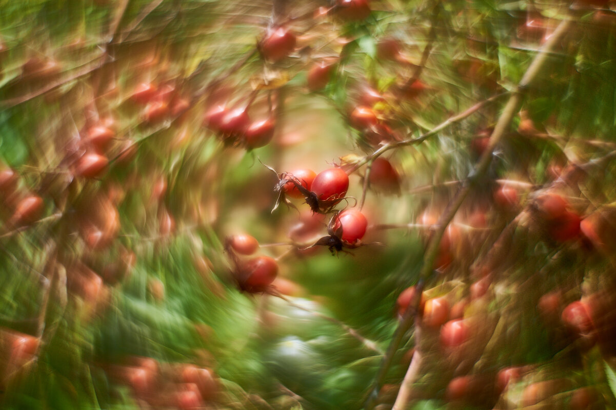 шиповник - Александр Леонов