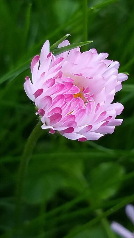 Маргаритка - Наталия 