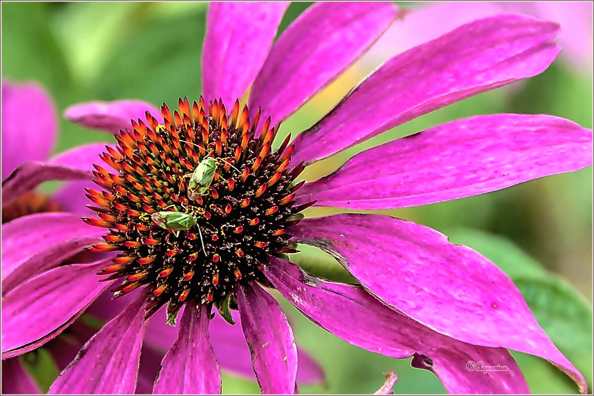 Про август... - Aquarius - Сергей Про август... - Aquarius - Сергей