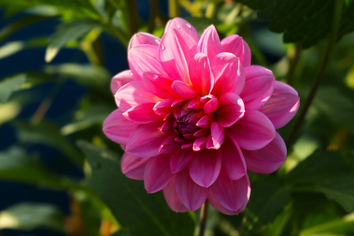 Весёлый георгин - Юрий. Шмаков