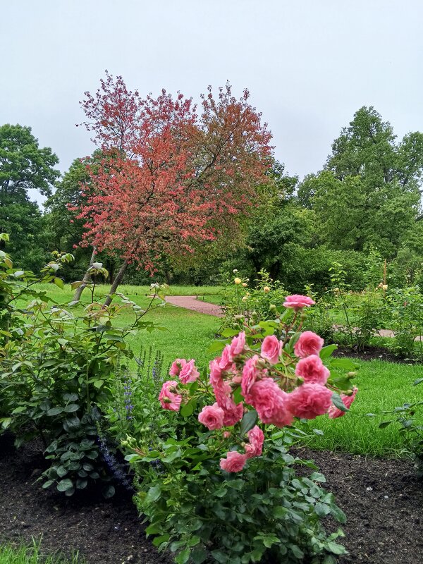 Осень - Сапсан 