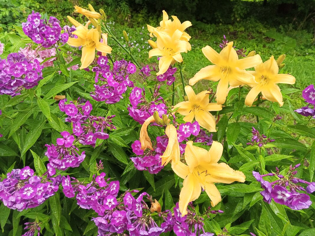 Лилейник и флокс - Сапсан 