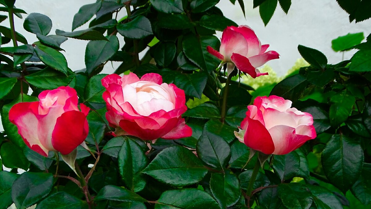 Цветут розы в сентябре. - Милешкин Владимир Алексеевич 