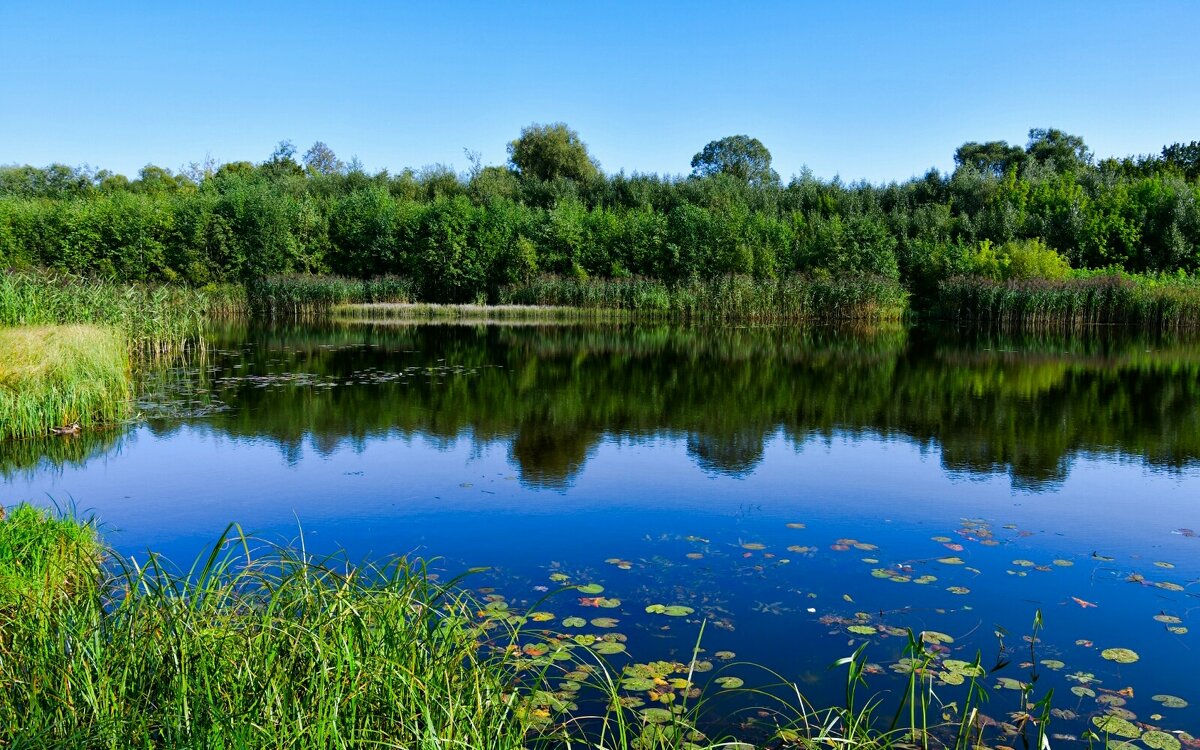 Лесное озеро. - Милешкин Владимир Алексеевич 