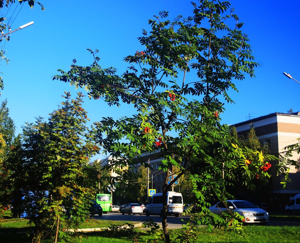 Сентябрь...,Городская рябина с красными ягодами! - Владимир 