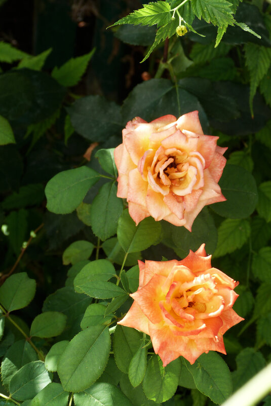 Цветы в нашем палисаде - Валентин Семчишин Цветы в нашем палисаде - Валентин Семчишин