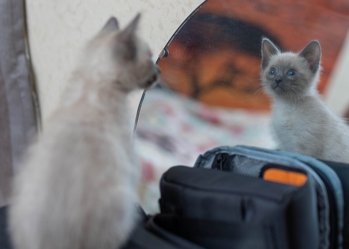 "Кто сказал мяу?" - ivan38566 Овчинников