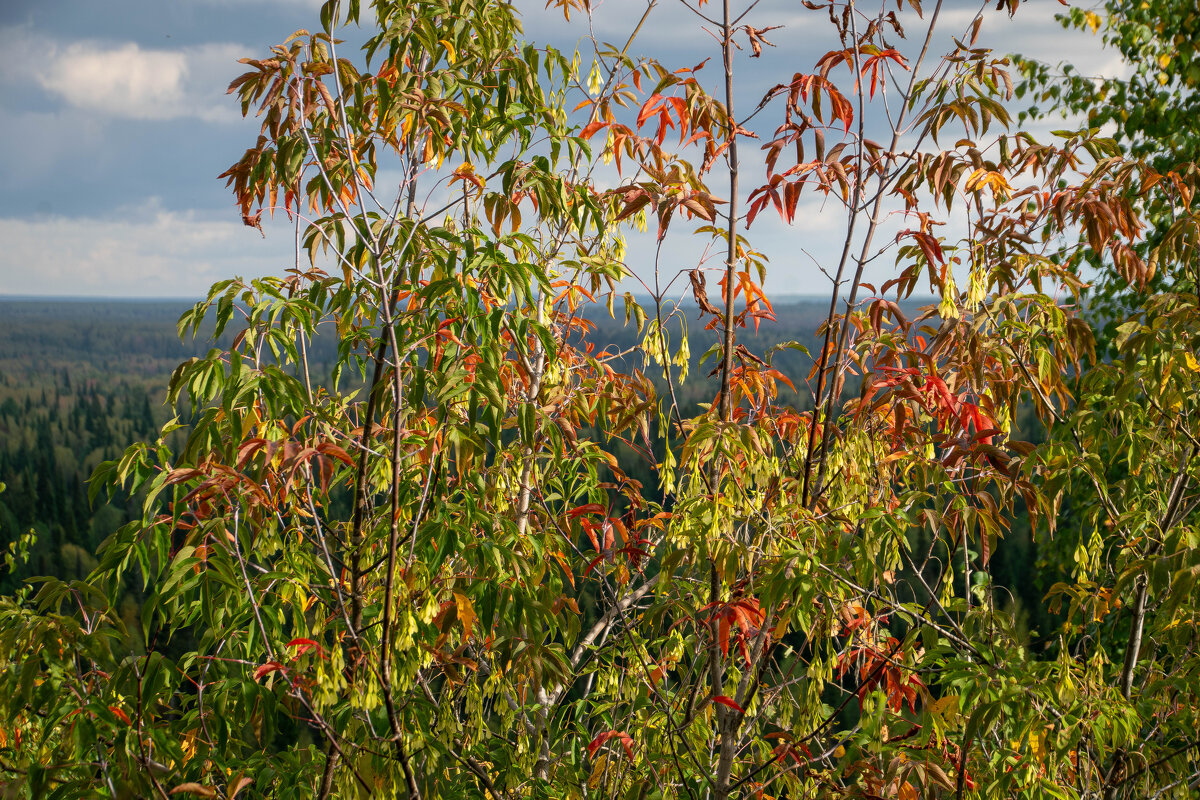 - - Владимир Мигонькин
