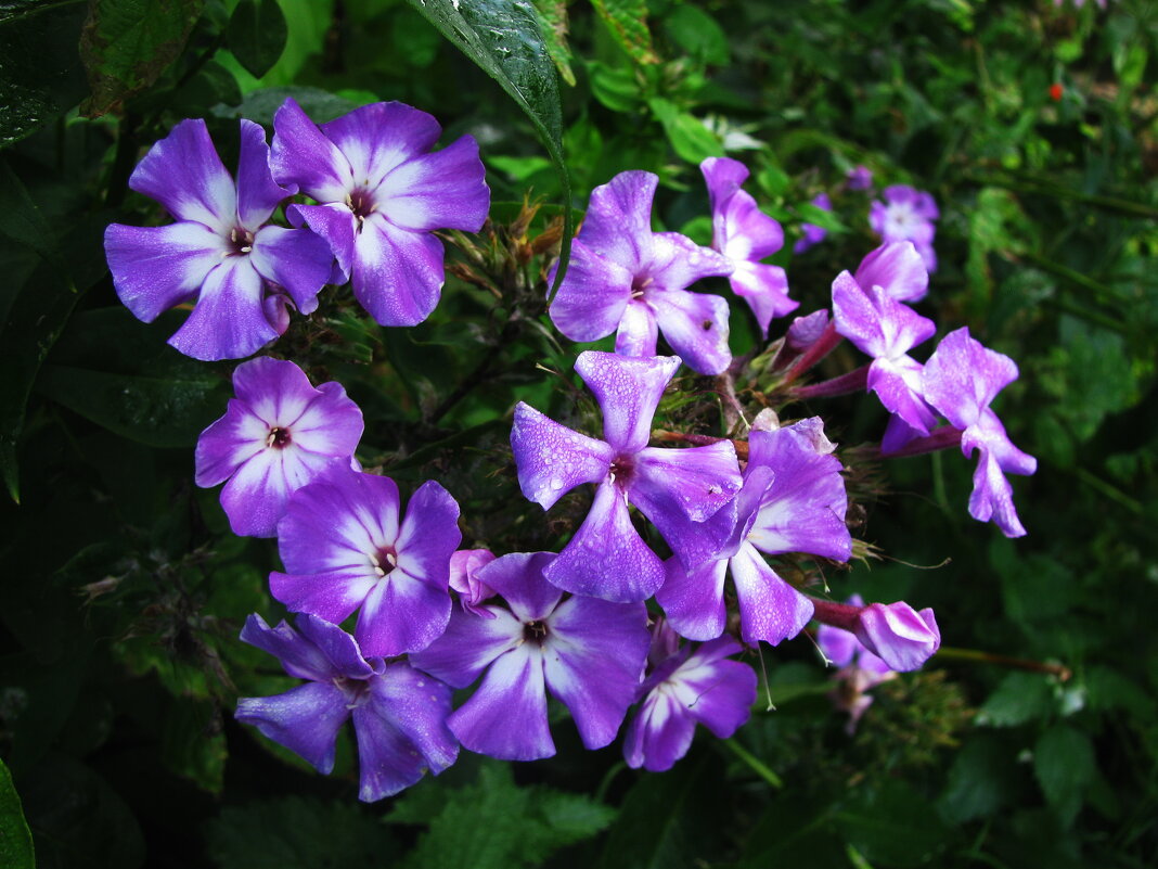 Нежные флоксы - Людмила Смородинская