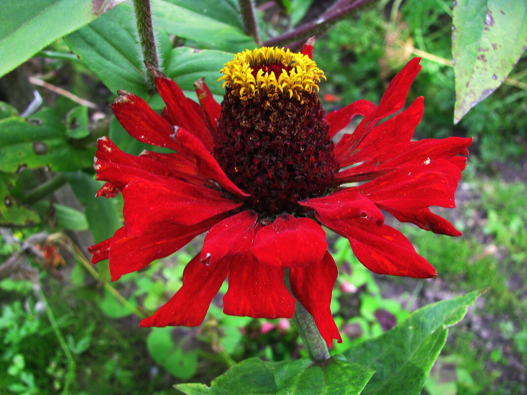 Королева - Людмила Смородинская