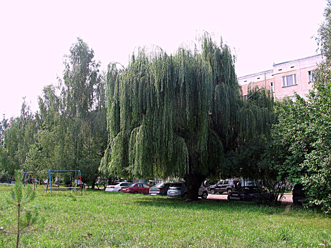 Лето. - Владимир Драгунский