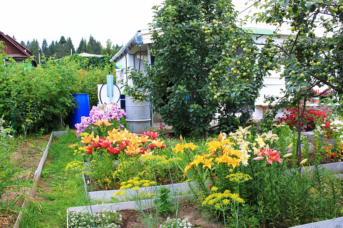 Цветы на даче.Июль2025г - Александр Щеклеин