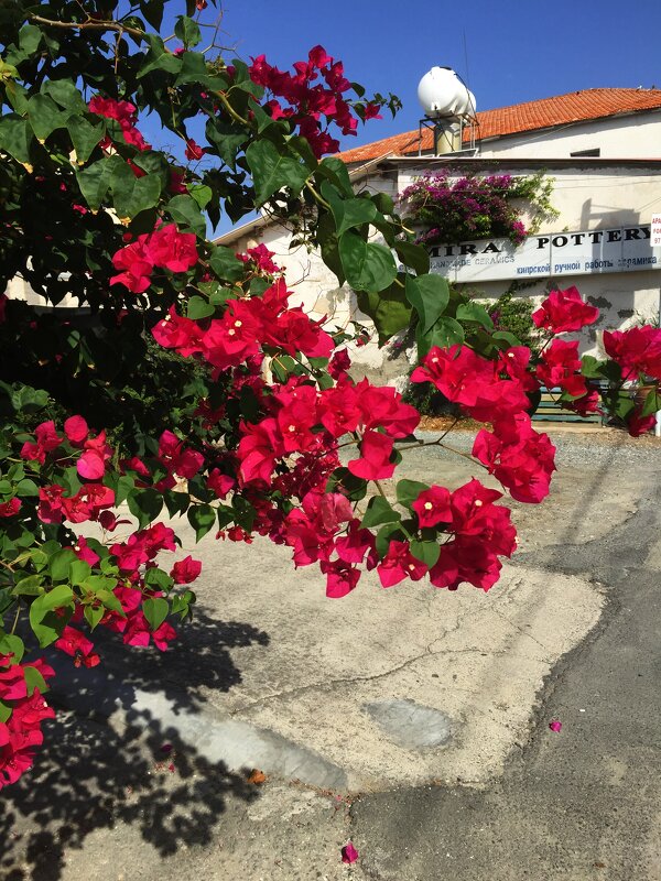 Кипр. Ларнака - Андрей 