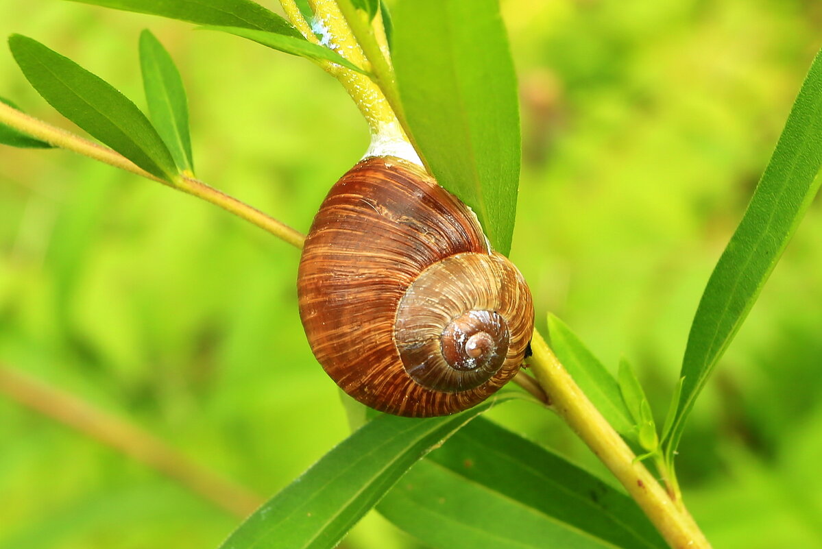 Лето... - Юрий Моченов