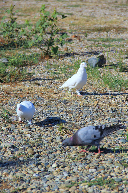кто здесь??? - Oksana Verkhoglyad