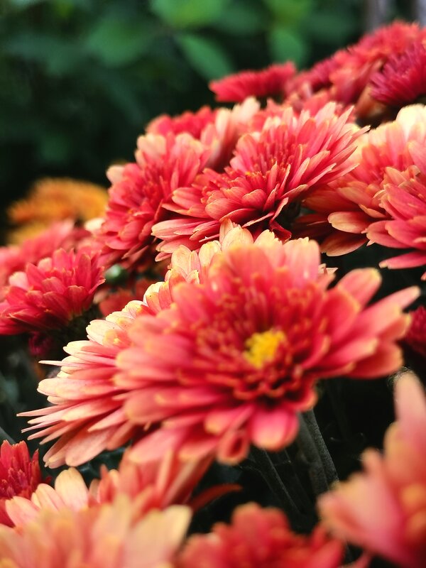 Цветы - Любимова Ольга 