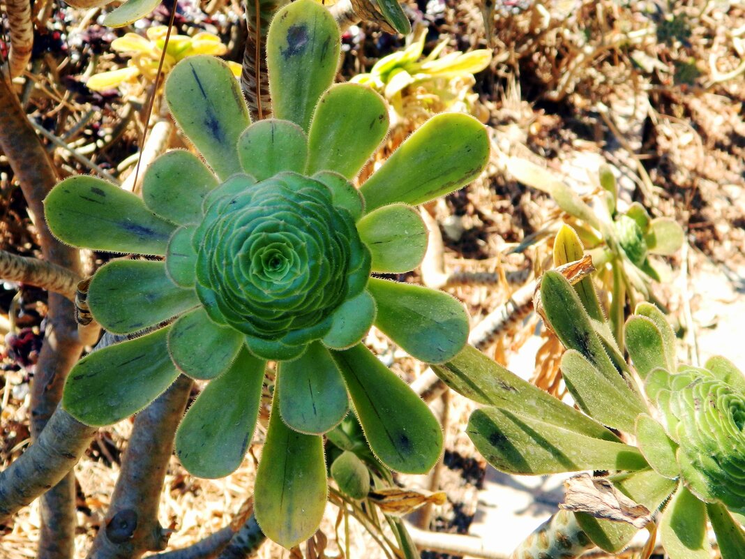 Каменная роза - Наталья 