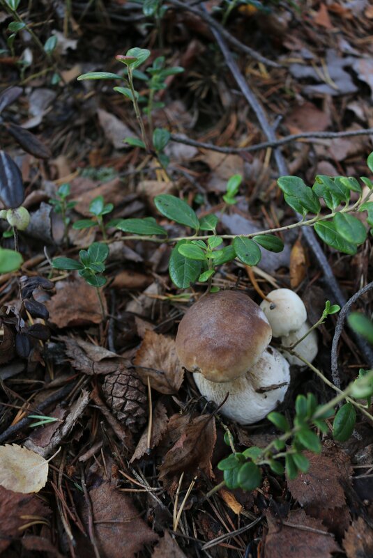 Лесной натюрморт - Ольга Лесной натюрморт - Ольга