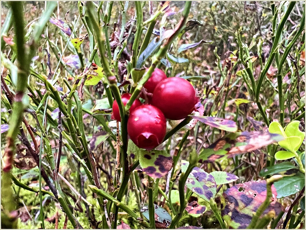 Брусника. - Валерия Комова