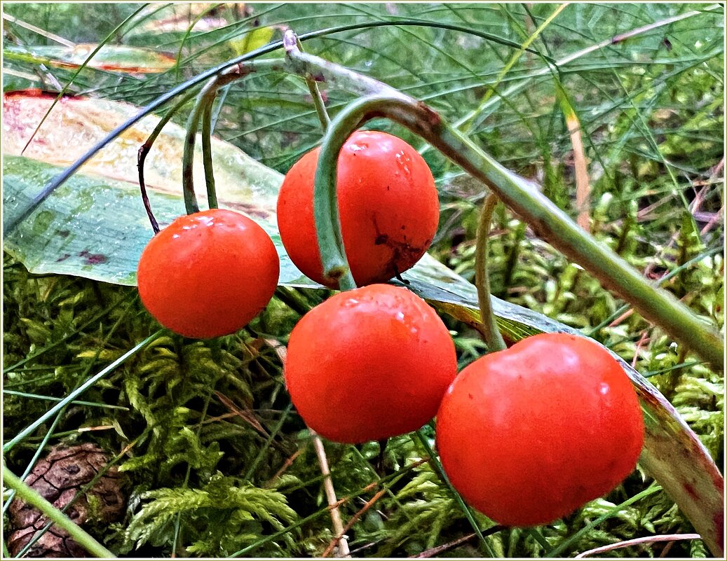 Ягодки ландыша. - Валерия Комова Ягодки ландыша. - Валерия Комова