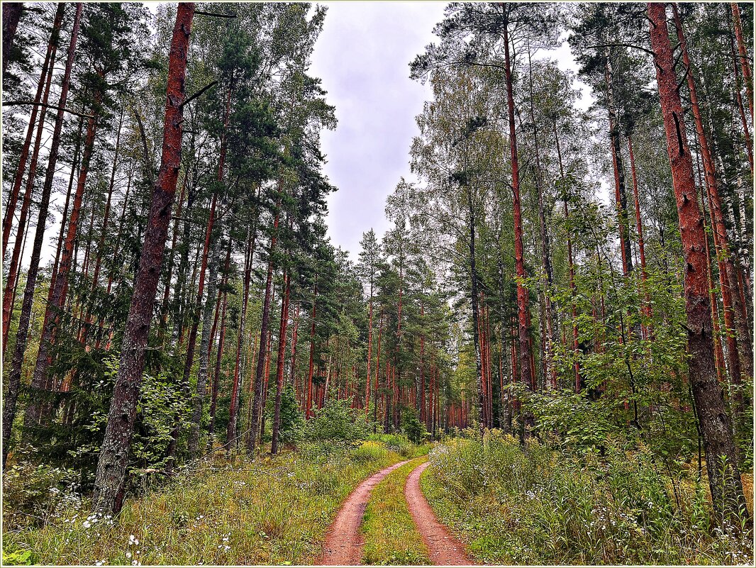 Лес конца августа. - Валерия Комова Лес конца августа. - Валерия Комова