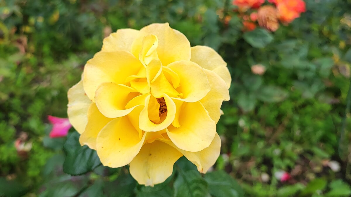 ,,, - Сергей Тимоновский