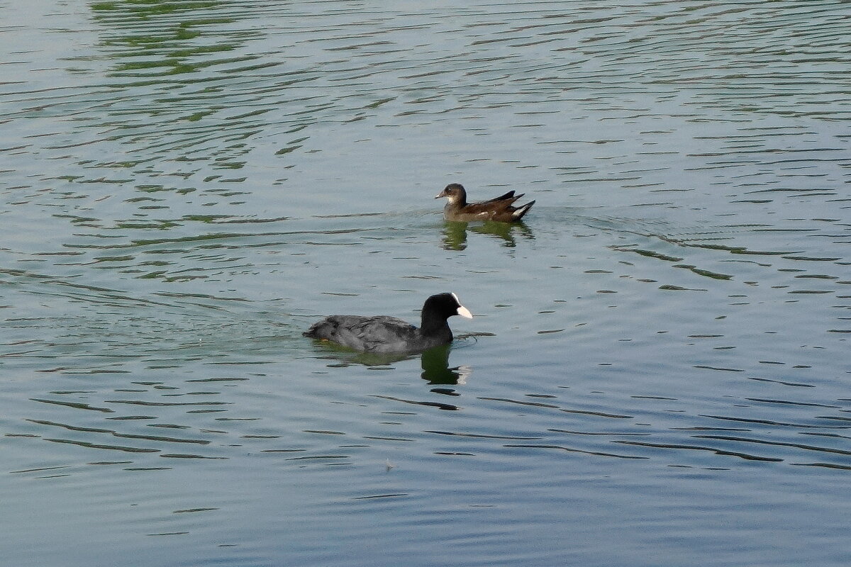 Лысуха и камышонок - Рита Симонова