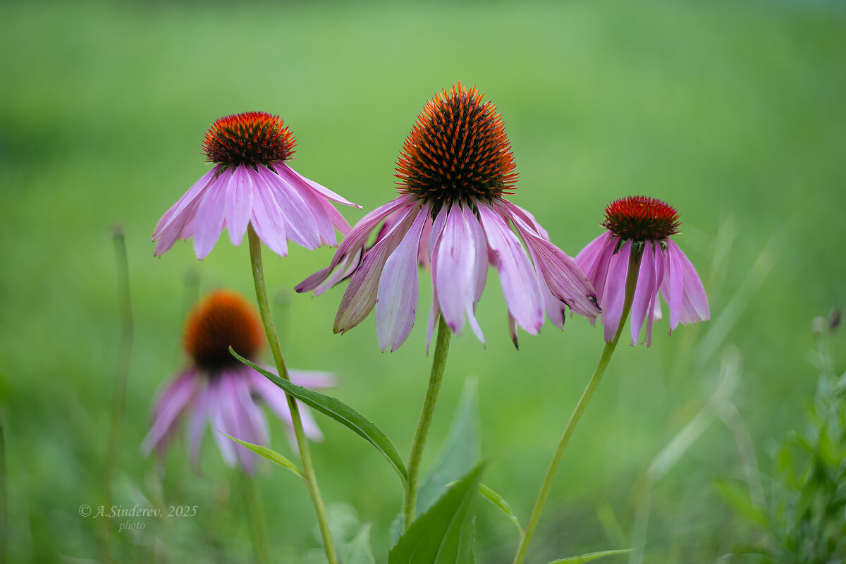 Эхинацея пурпурная - Александр Синдерёв