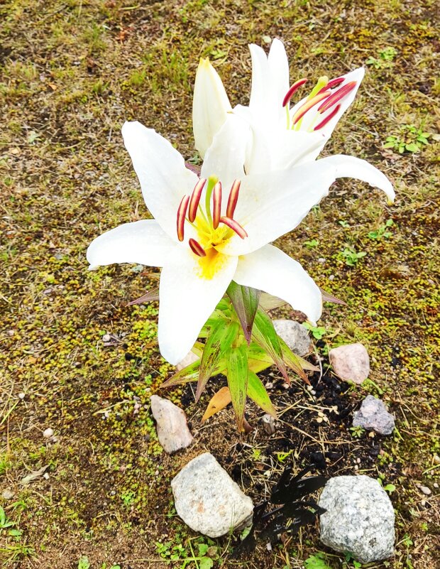 Цветок лилии. - Валерий Новиков