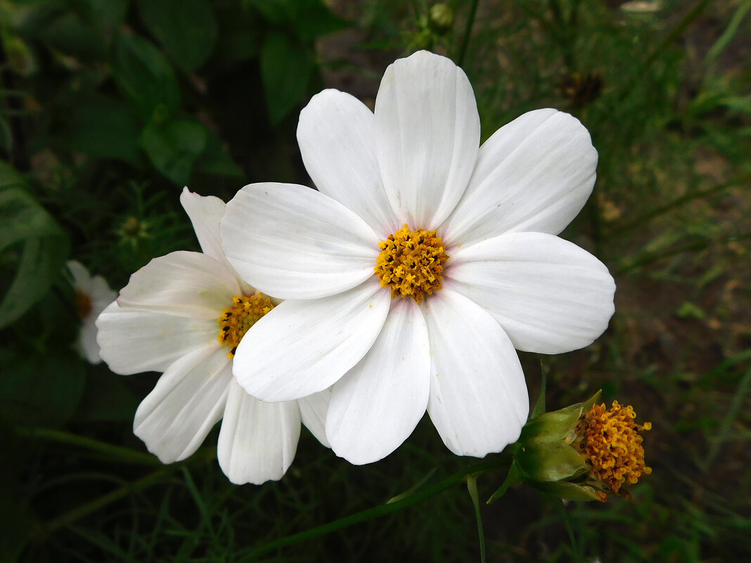 Космея белая - Наиля 