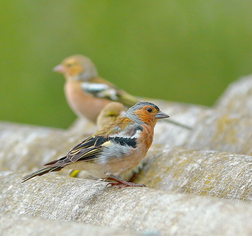 один из них ... - Andrey Bragin 