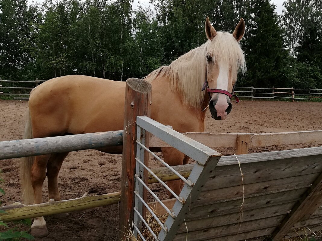 Блондинка - Наталья 