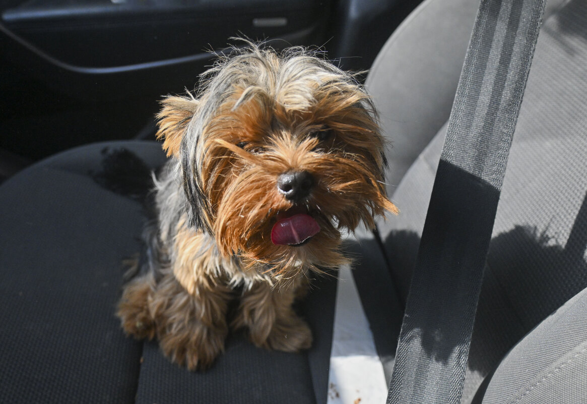 на переднем сидении. Гриша - Осень 