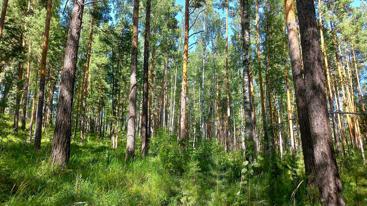 Через хвою луч весёлый - Hope 