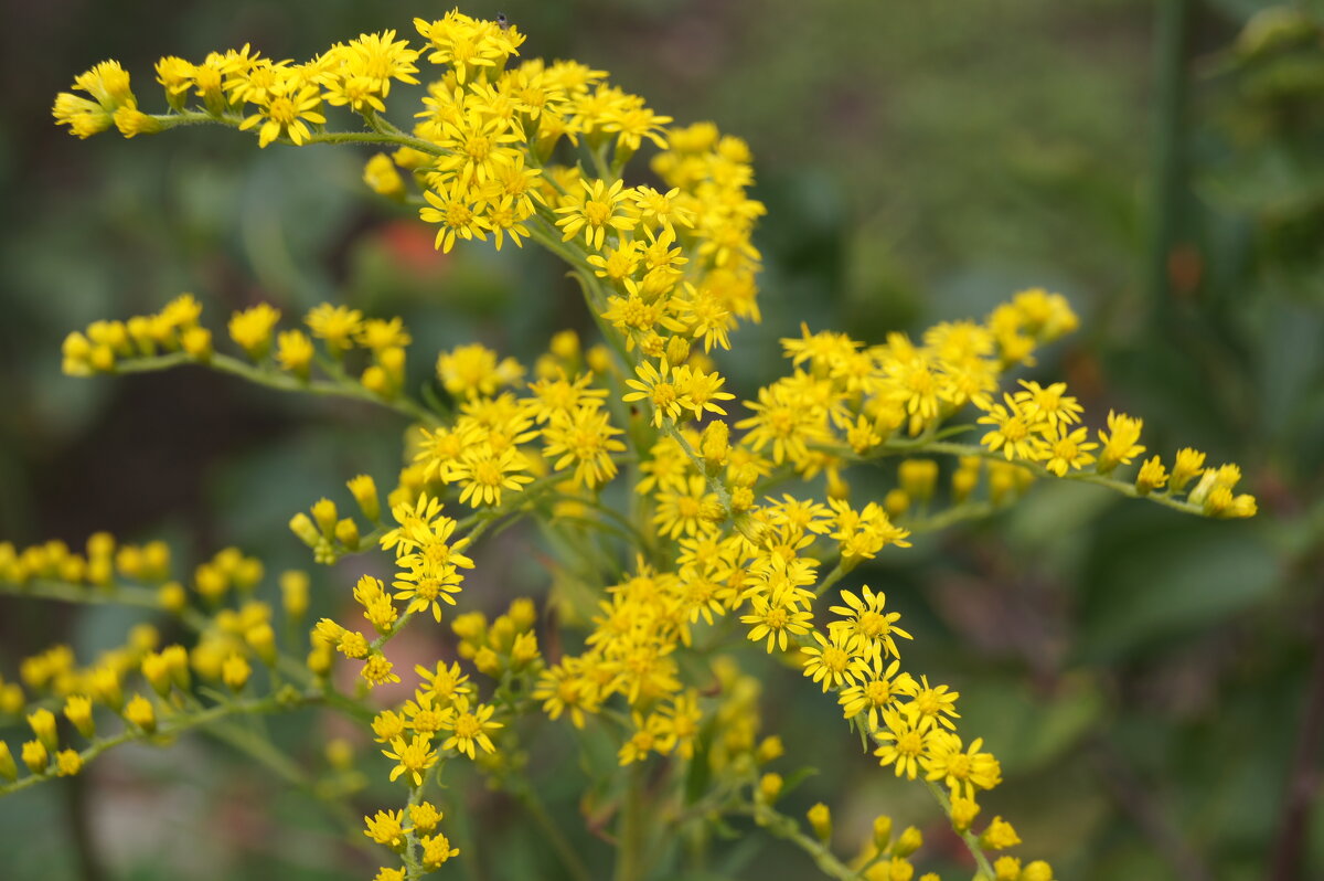 Золотарник - Глеб 