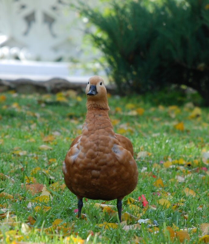 Рыжий - Анна Камс