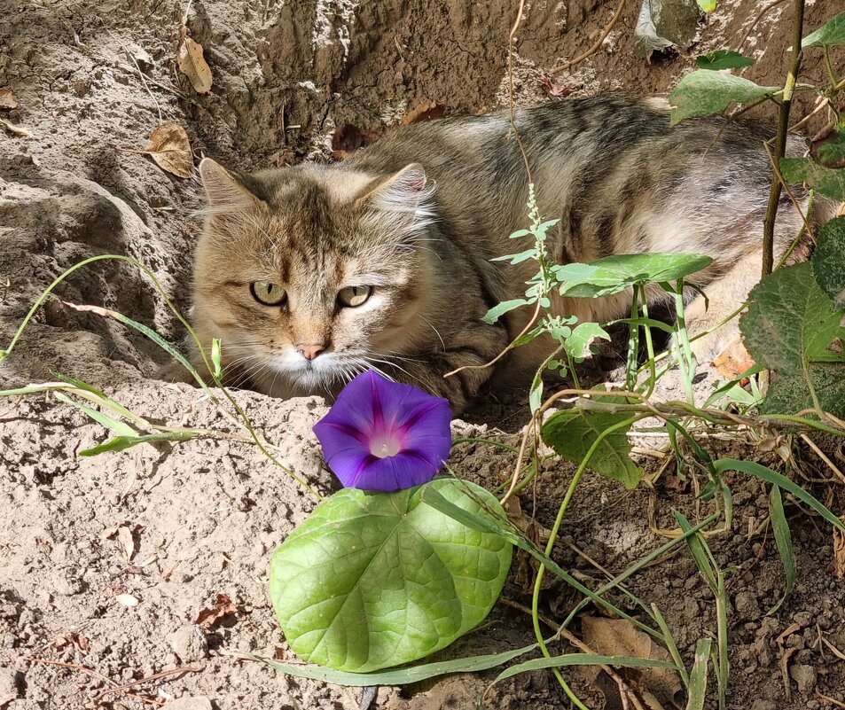 Прямой взгляд :) - Наталья 