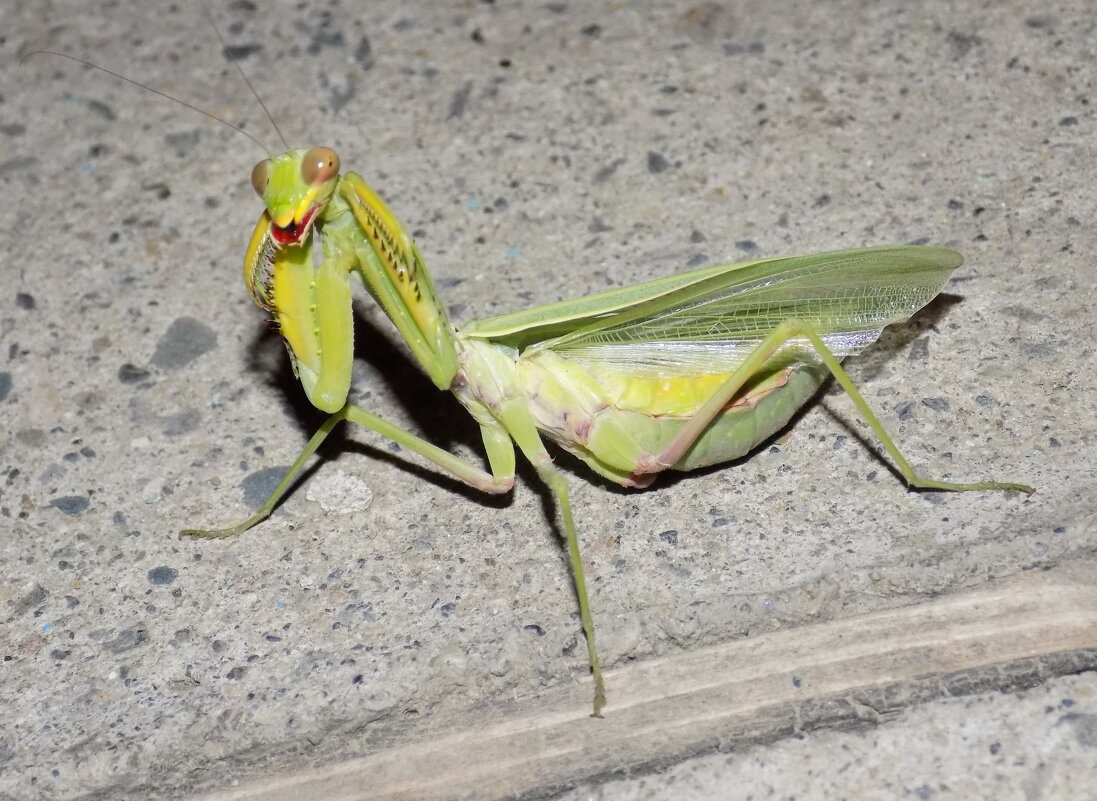 Богомол отпугивает... - Константин Штарк