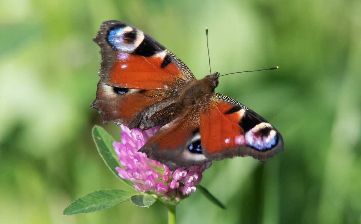 *** - Владимир Безбородов *** - Владимир Безбородов