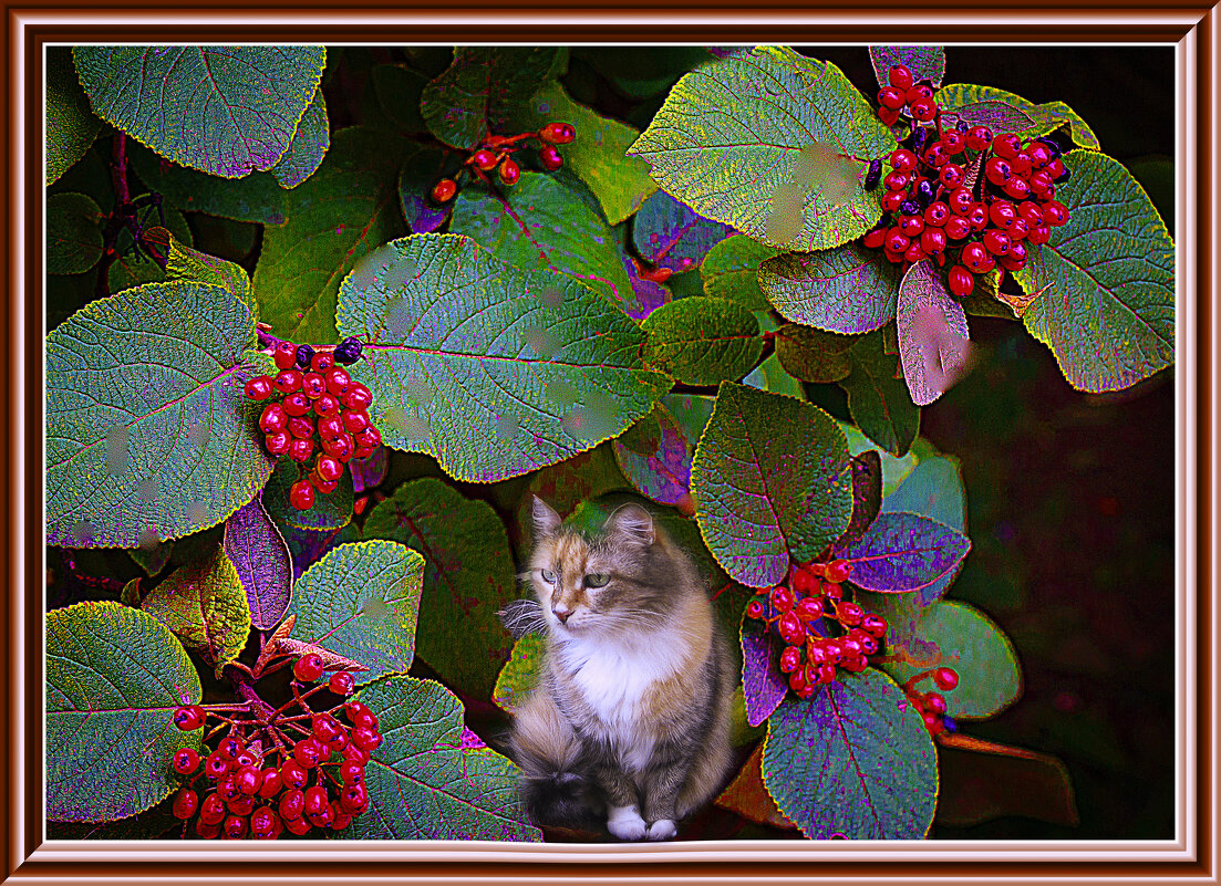 Муля и ягоды - Владимир Кроливец