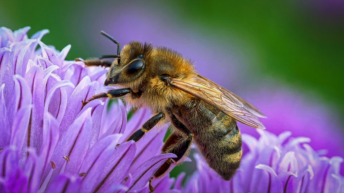 Медоносная пчела - Aleksey Afonin