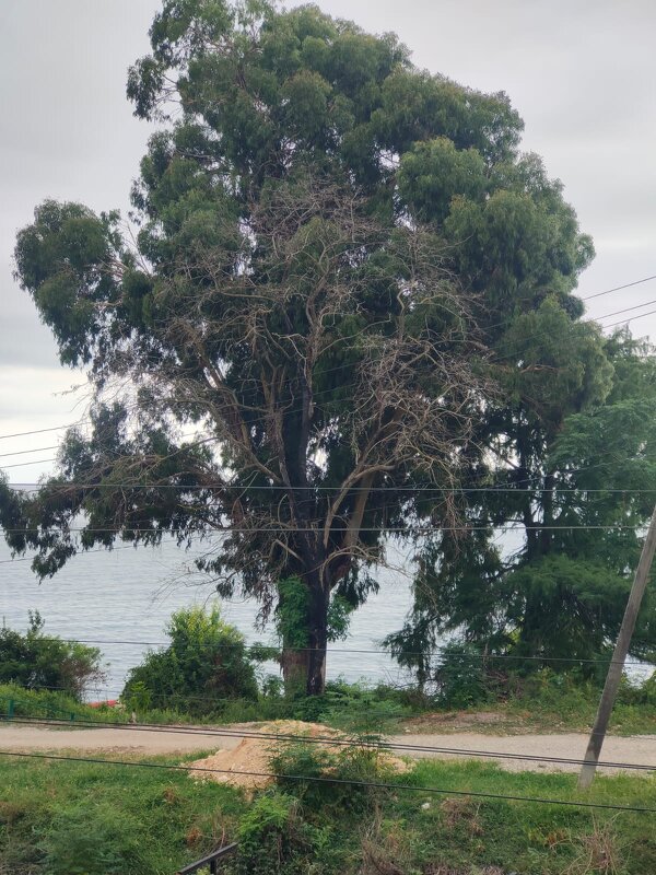 Эвкалипт - Ирэн 