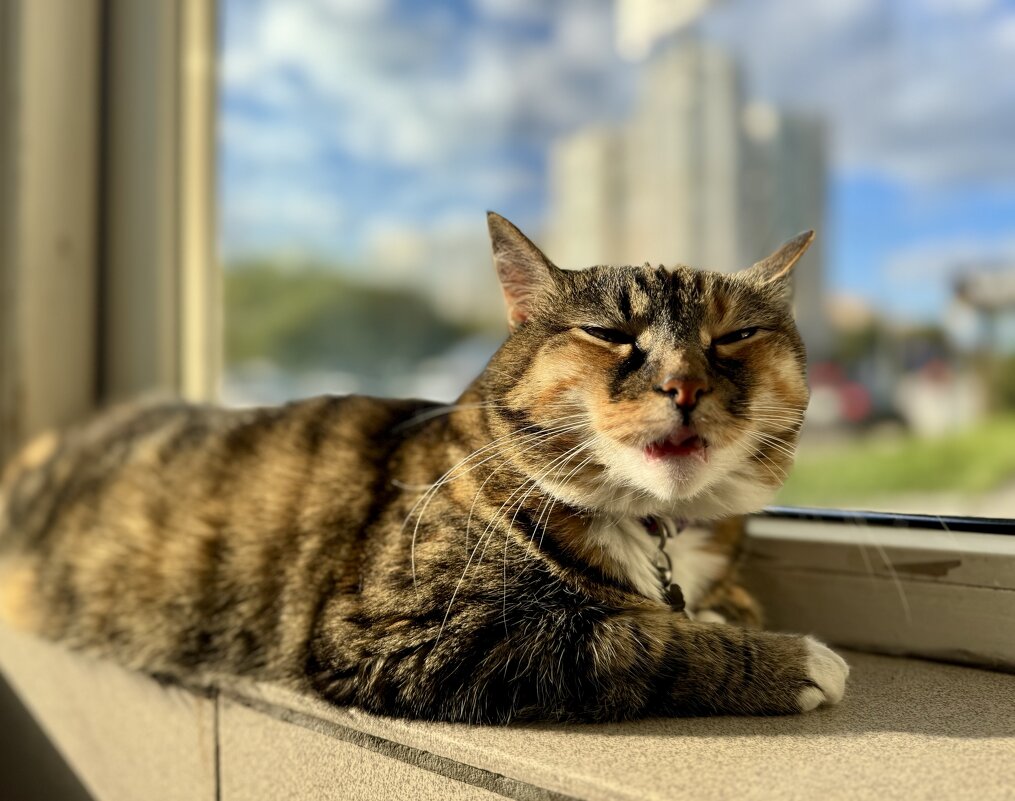 P.PLEIN - Анна Камс P.PLEIN - Анна Камс