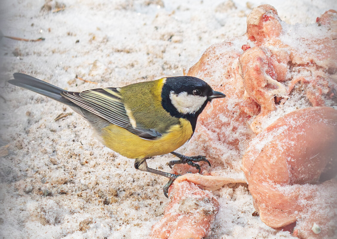 Птичка - Михаил Измайлов