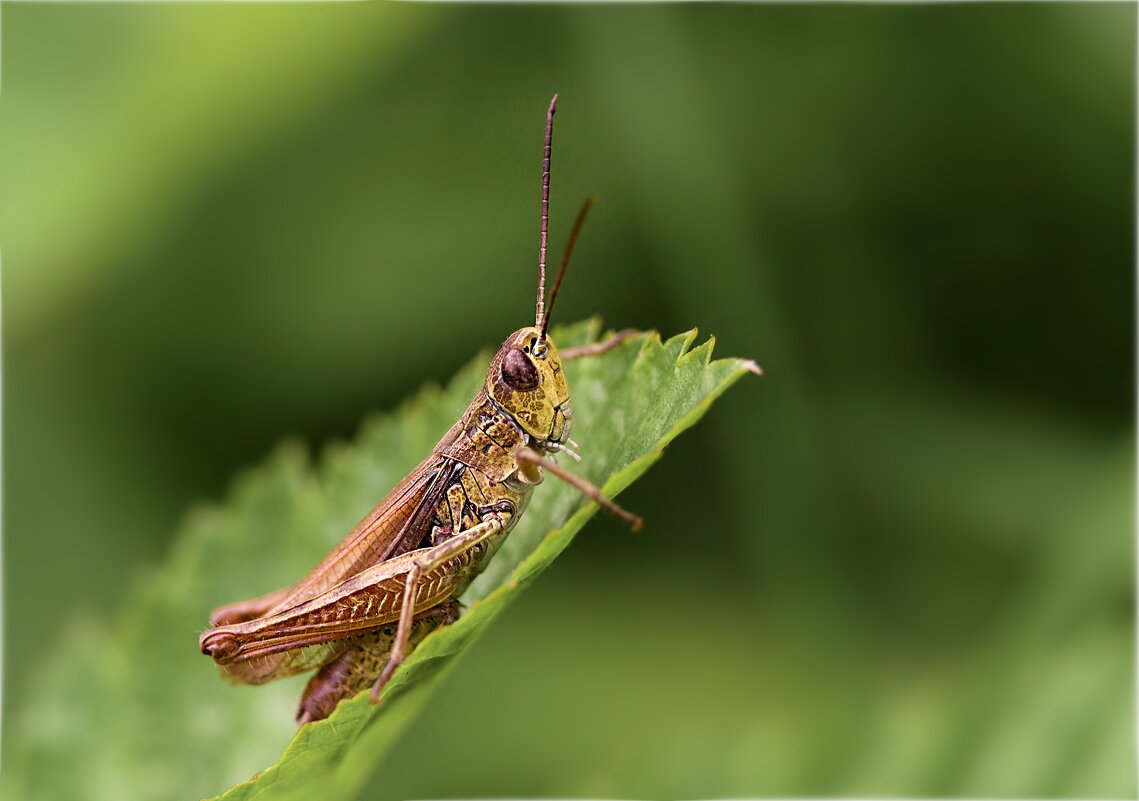 Кузнечик - Олег Алексеев