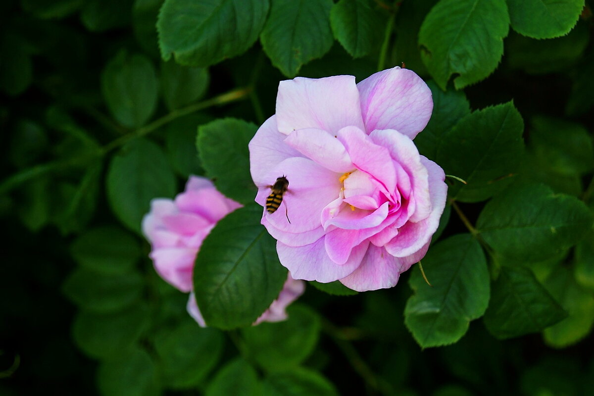 Цветок и пчела - Игорь Тельцов