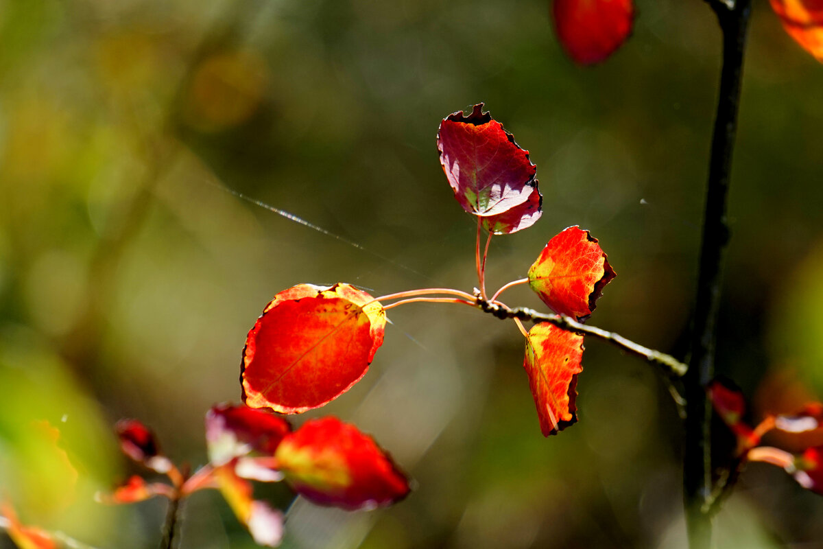 врт и осень 1 - Александр Прокудин