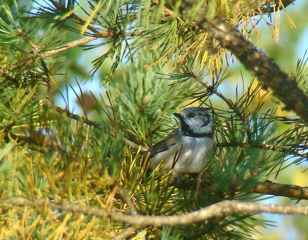 хохлатая синица или гренадёрка - gawrilа - dan