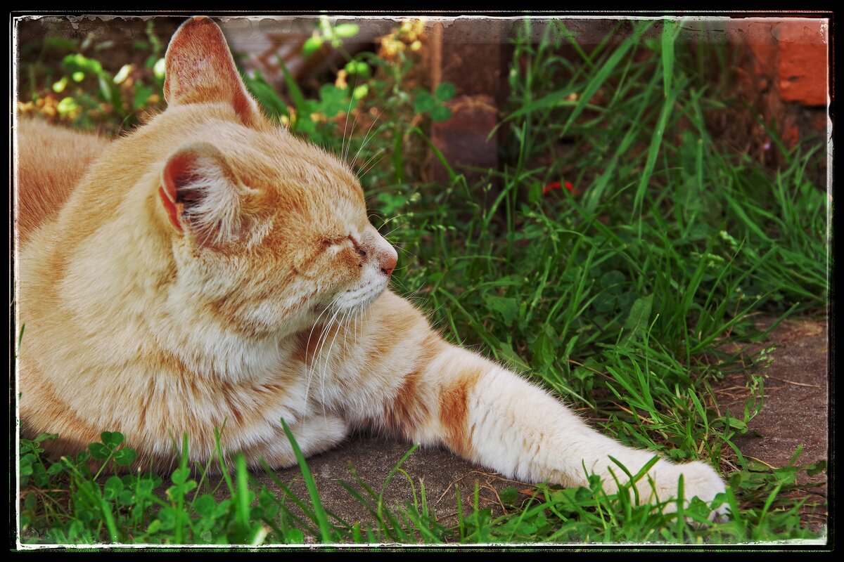 Усатый, рыжий, полосатый... - Руслан 