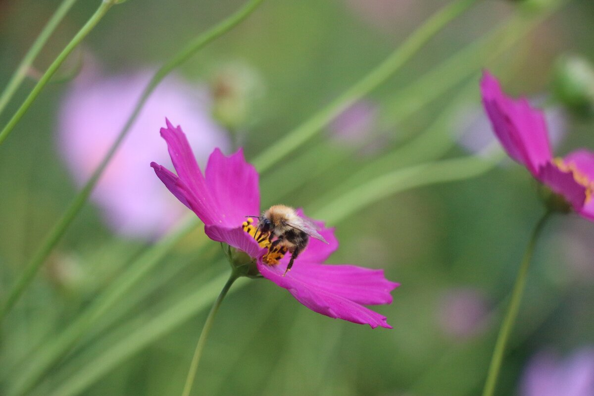 Летне-цветочное - Наталья Герасимова